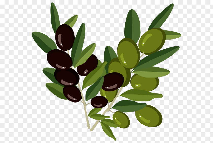 Olive Branch Oil PNG