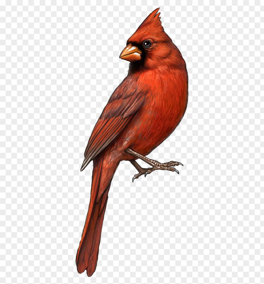 Red Eagle Bird St. Louis Cardinals Northern Cardinal Drawing Clip Art PNG