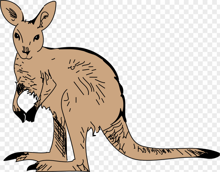 Brown Kangaroo Download Clip Art PNG