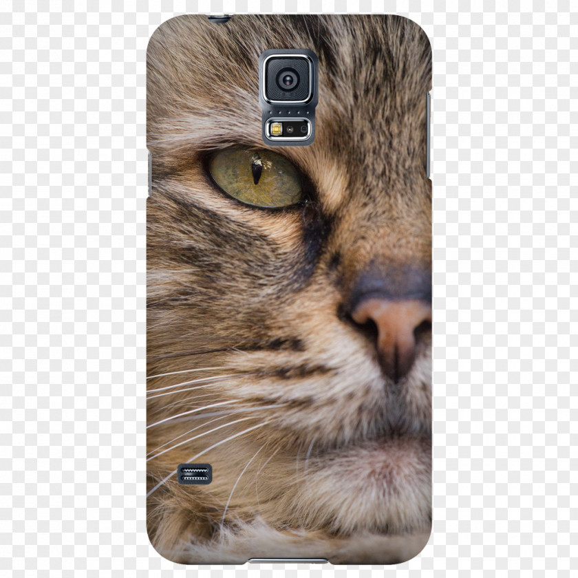 Cool Cat Whiskers Tabby Domestic Short-haired Fur PNG