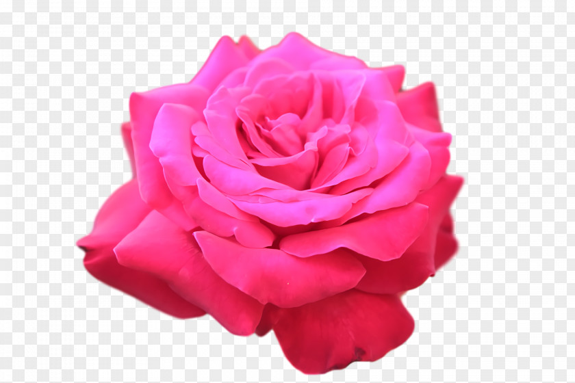 Garden Roses PNG