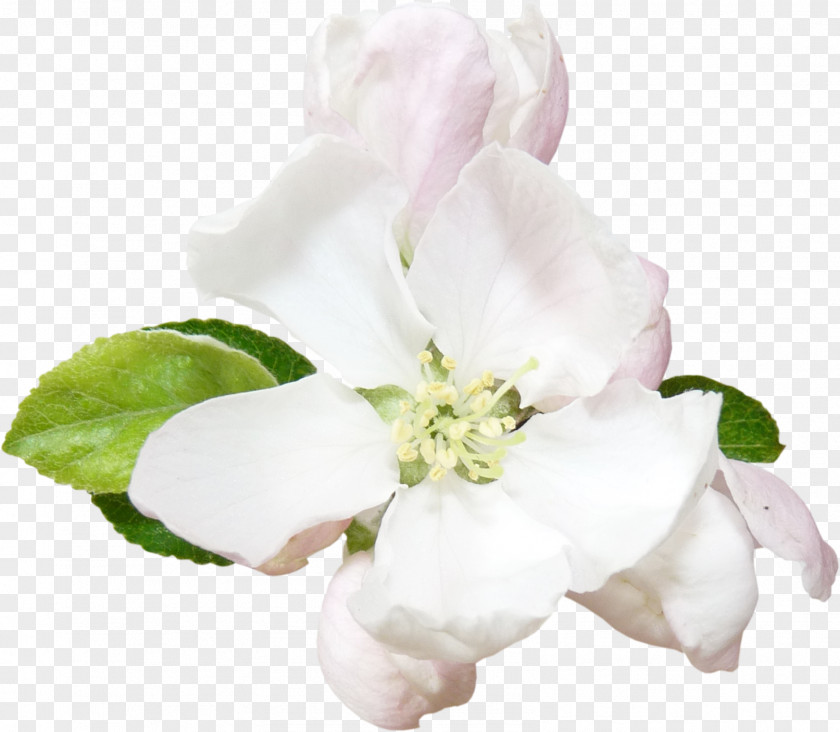 Imitation Cut Flowers Rosaceae Petal Rose PNG