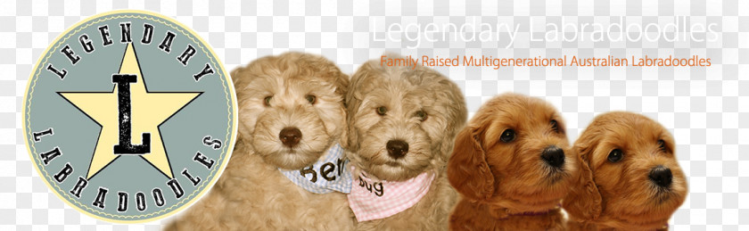 Labradoodle Puppies /m/083vt Product Design Wood Font PNG