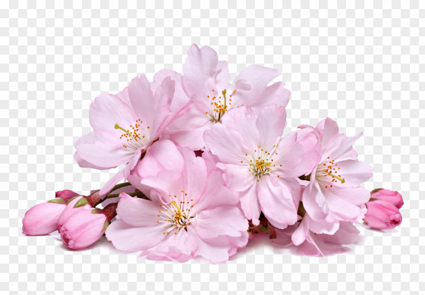 Pink Cherry Blossoms Blossom Cream Skin Whitening PNG