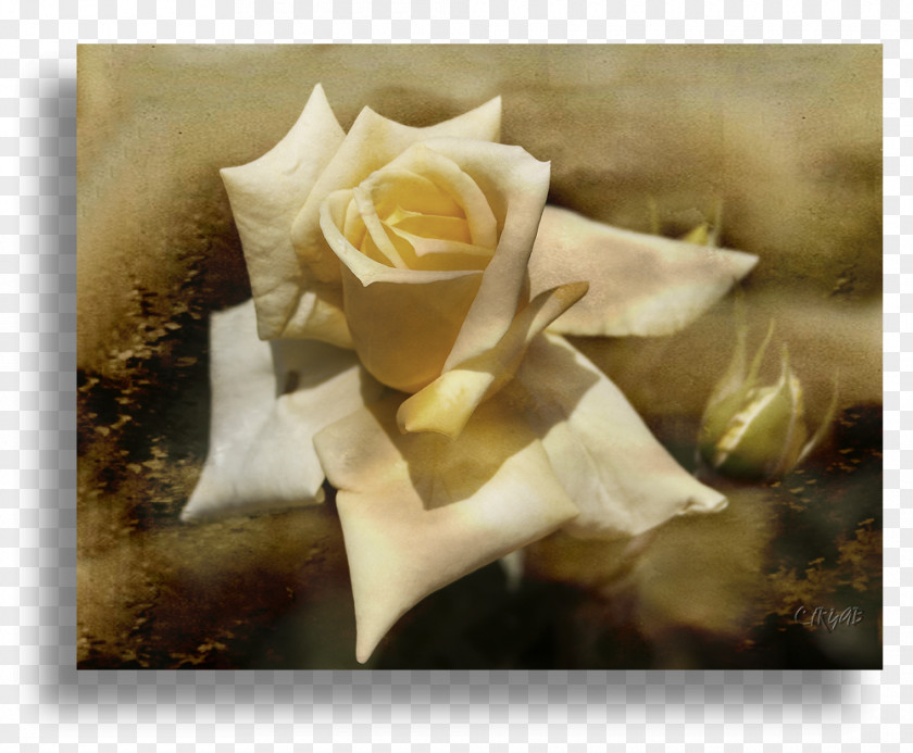 Rose Garden Roses Still Life Photography Floristry PNG