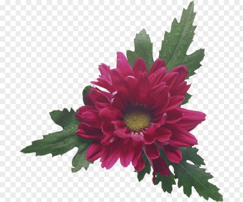 Chrysanthemum Cut Flowers Floral Design Clip Art PNG