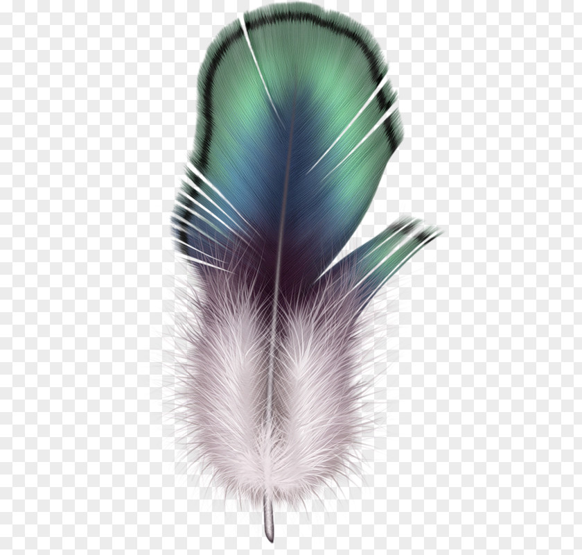 Feather Clip Art Image File Format PNG