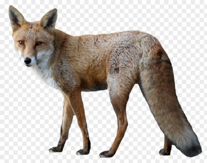 Fox Dog Aardvark Tiger Lion Cheetah PNG