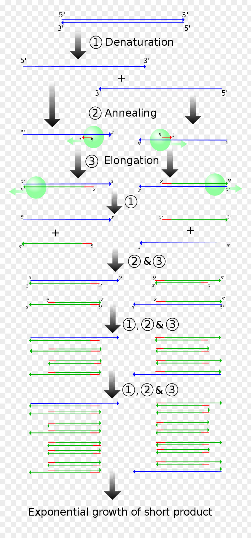 PCR Real-time Polymerase Chain Reaction Genetics Molecular Cloning PNG