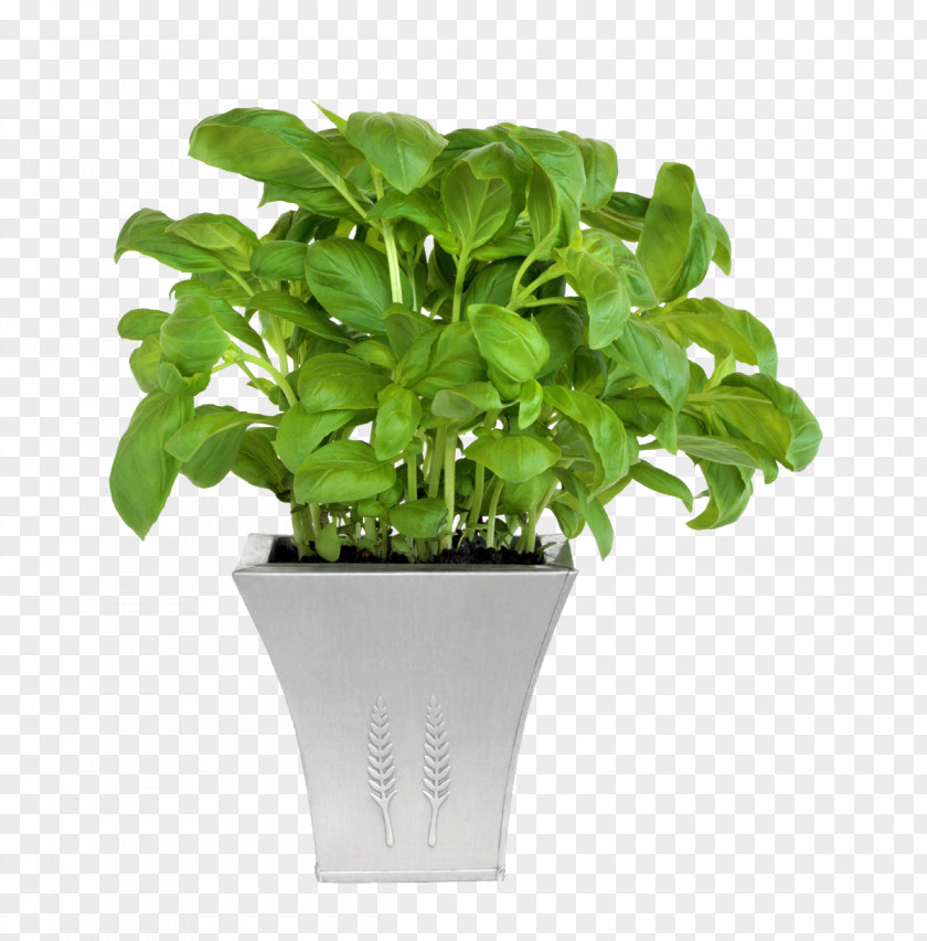 Potted Plants Flowerpot Plant Cone Garden PNG