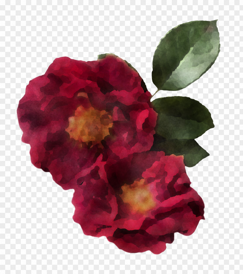 Garden Roses PNG