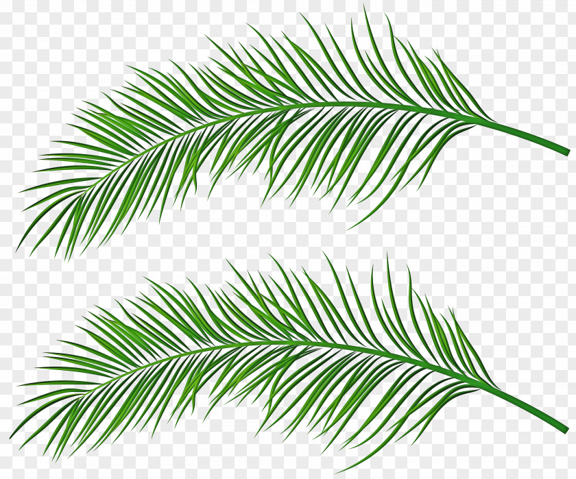 Jack Pine Woody Plant Yellow Fir Tree Leaf White PNG