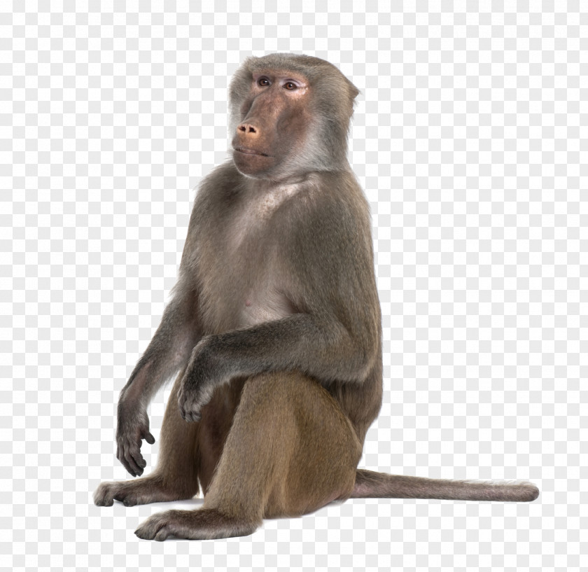 Monkey Clipart Mandrill Hamadryas Baboon Primate Ape PNG