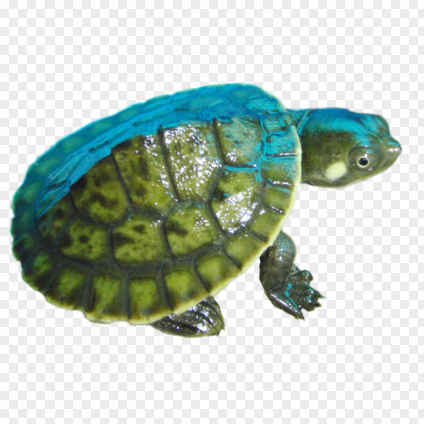 Turtle Amazon River Box Reptile PNG