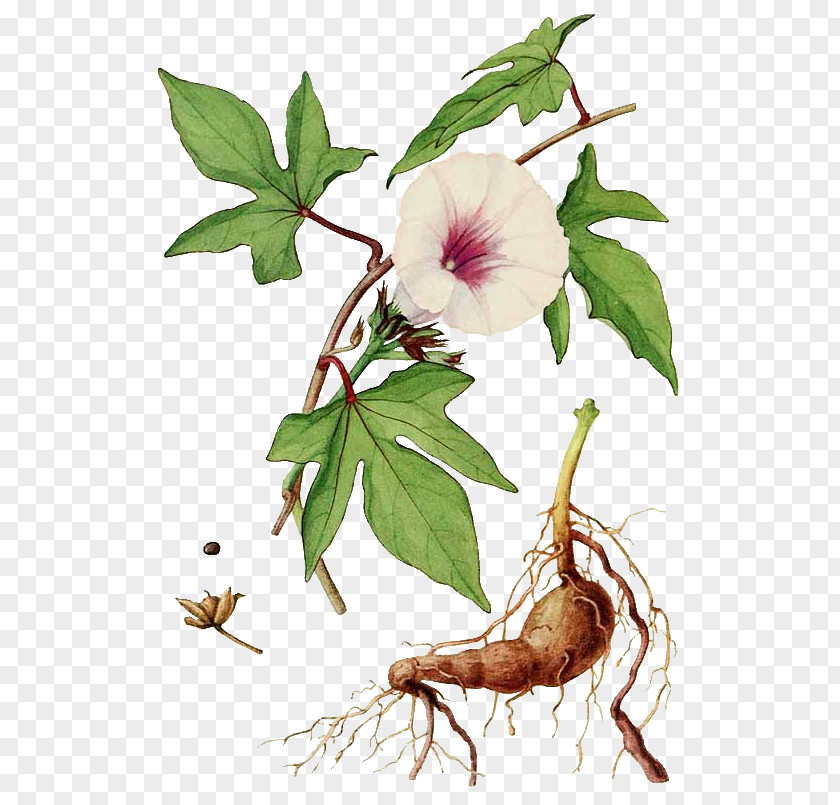 Cinnamomum Verum Sweet Potato Botany Morning Glory Embryophyta PNG