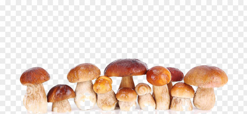 Edible Mushroom PNG