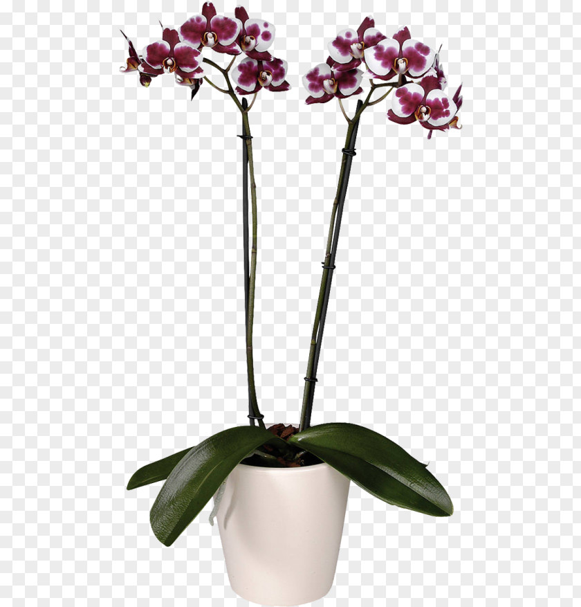 Flower Moth Orchids Garden Roses Cultivar PNG