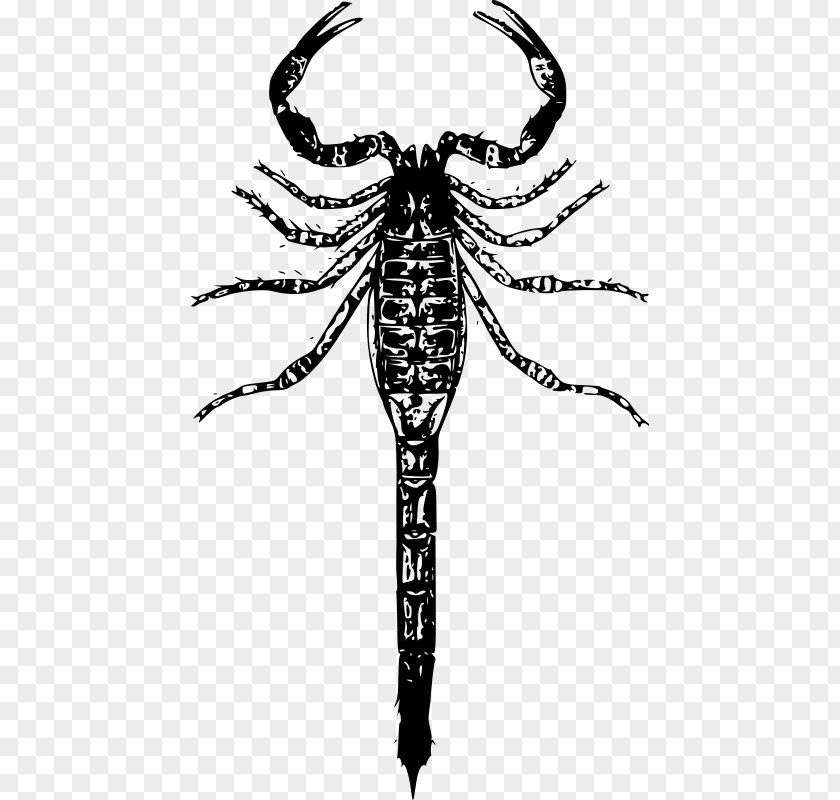 Scorpion Sting Clip Art PNG