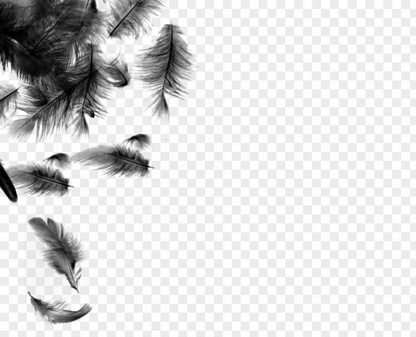 Black Feather White Bird Desktop Wallpaper PNG