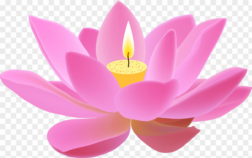 Magenta Proteales Pink Flower Cartoon PNG