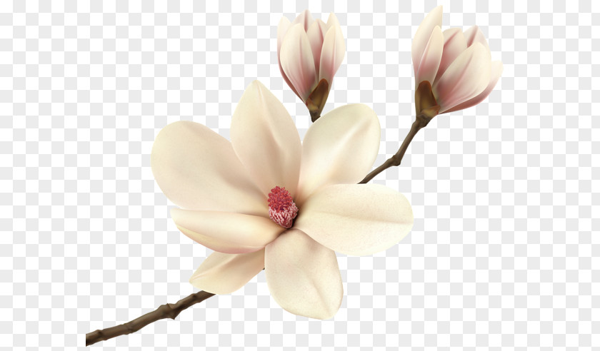 Magnolia Cliparts Southern Fraseri Clip Art PNG