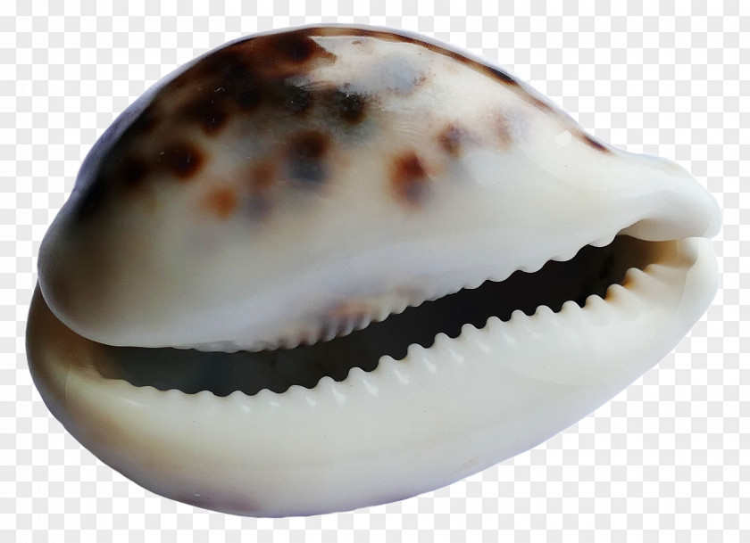 Seashell Restaurant #6 Trust Snail PNG