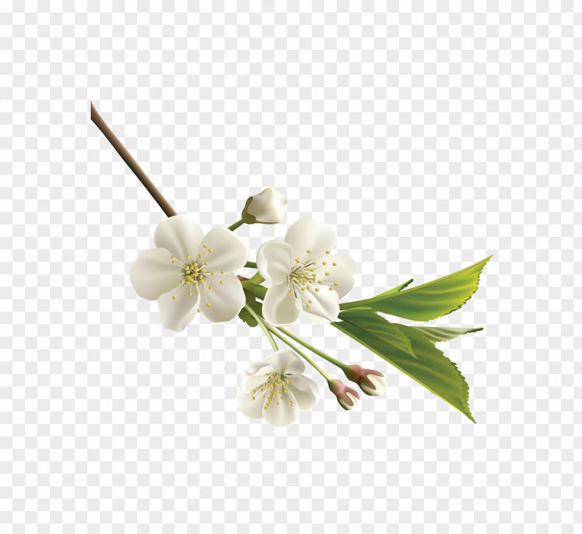 Vector White Realistic Japanese Cherry Blossoms Flower Clip Art PNG