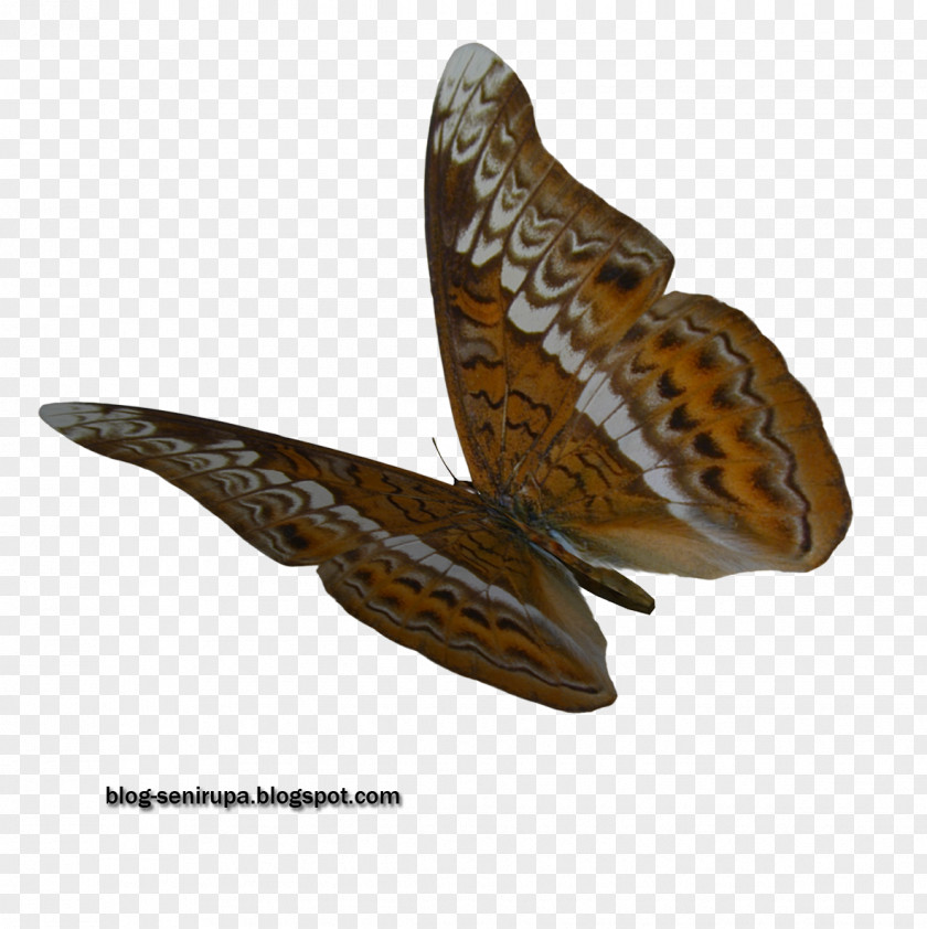 Butterfly Visual Arts Communication Information PNG