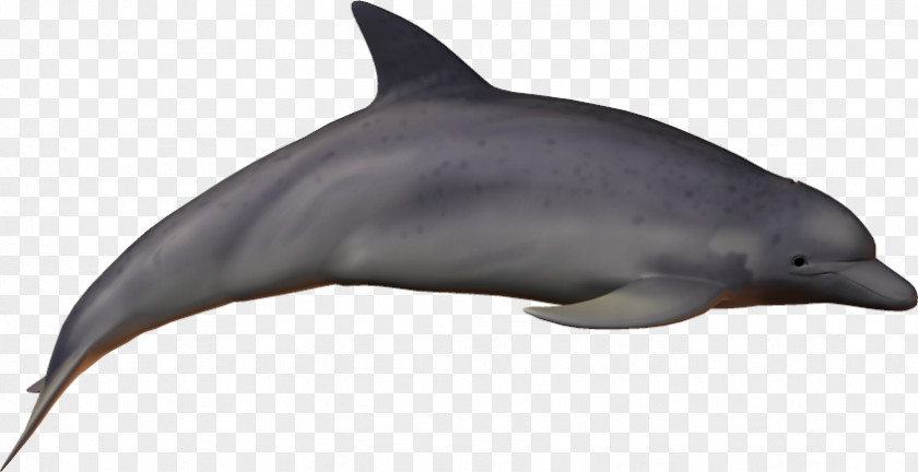Dolphin Striped Common Bottlenose Short-beaked Rough-toothed Wholphin PNG