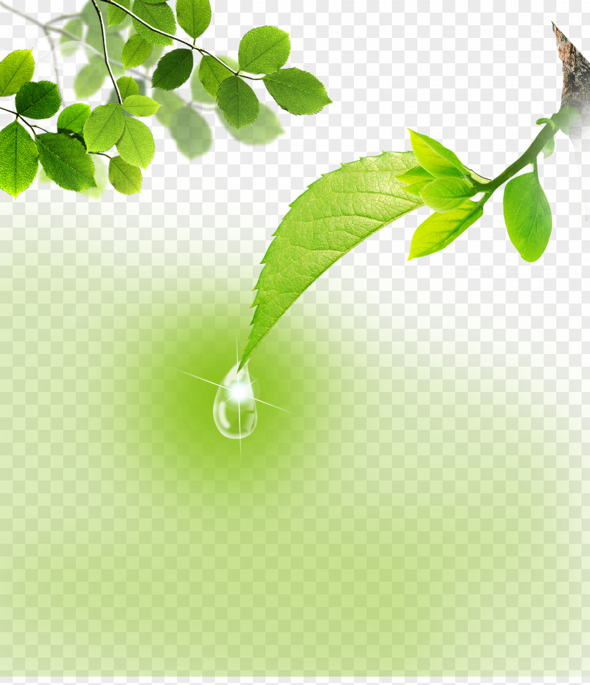 Green Leaves Download Icon PNG