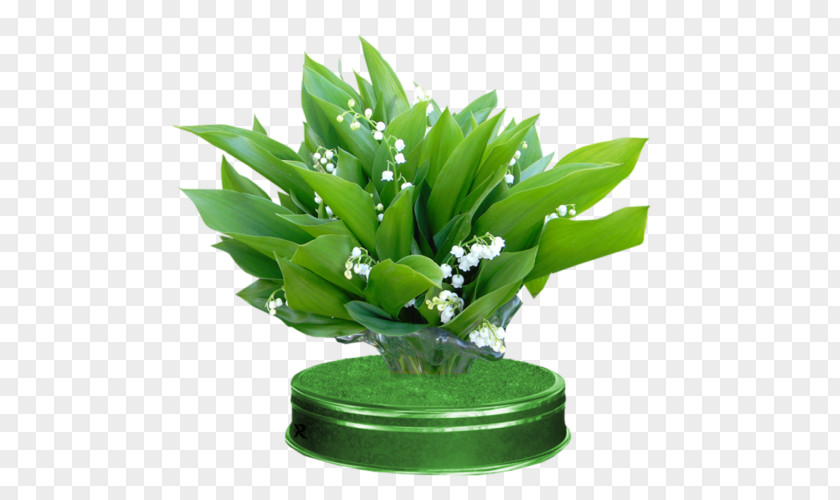 Lily Of The Valley Flower Leaf PNG
