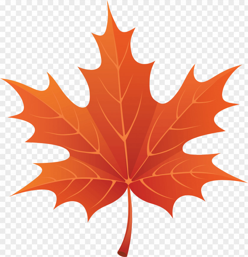 Maple Leaf Autumn Color Clip Art PNG