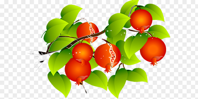 Pomegranate Barbados Cherry PNG