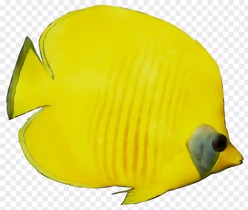 Yellow Marine Biology Beak Fish PNG