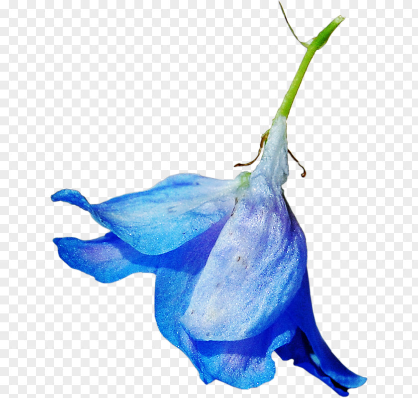 Flower Blue Color Clip Art PNG
