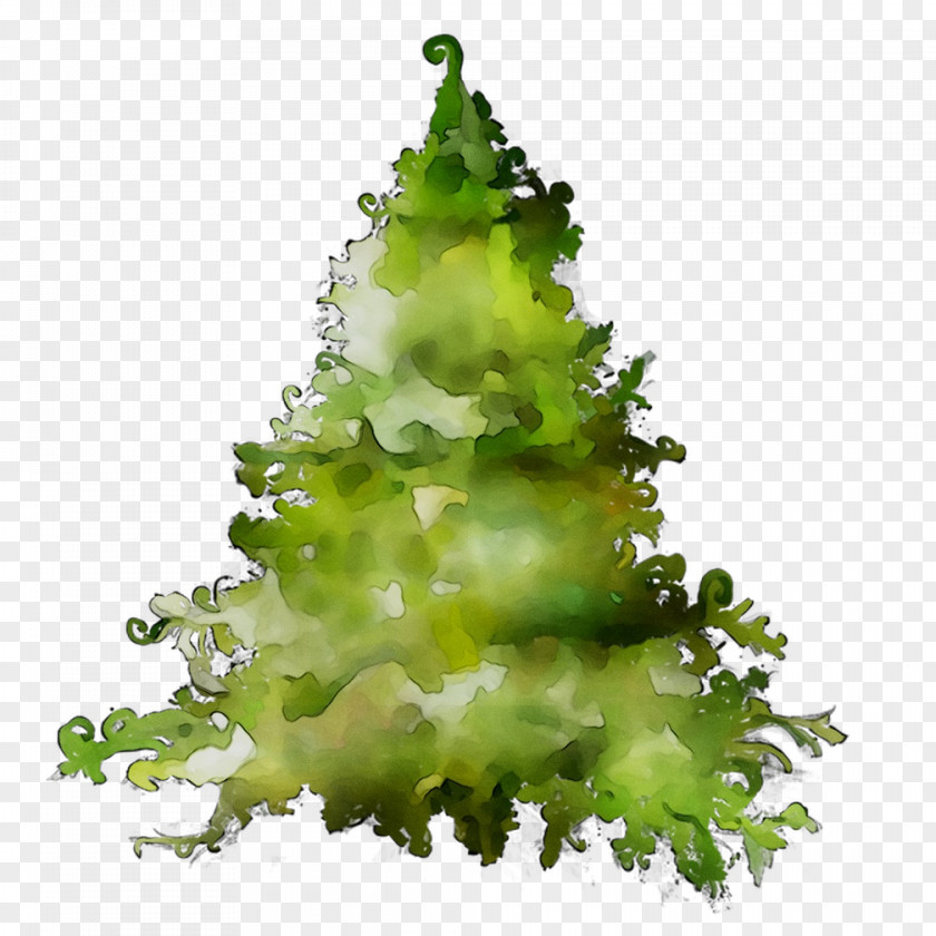 Greens Pine Family PNG