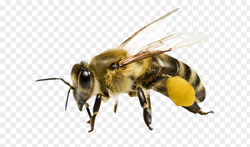 Honey Bees Bee Maya Honeycomb PNG