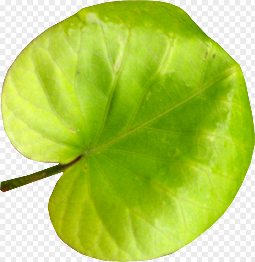 Leaf Photography Picture Frames Clip Art PNG