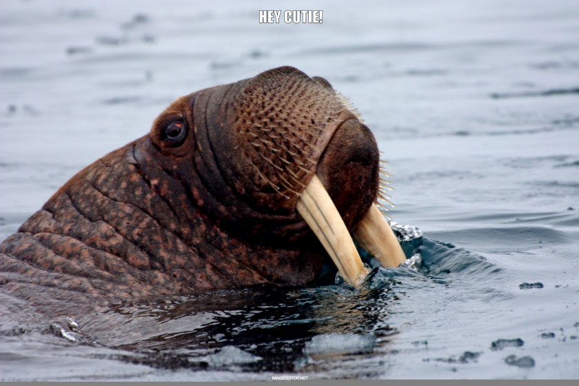 Walrus Chukchi Sea Lion Narwhal Pinniped PNG