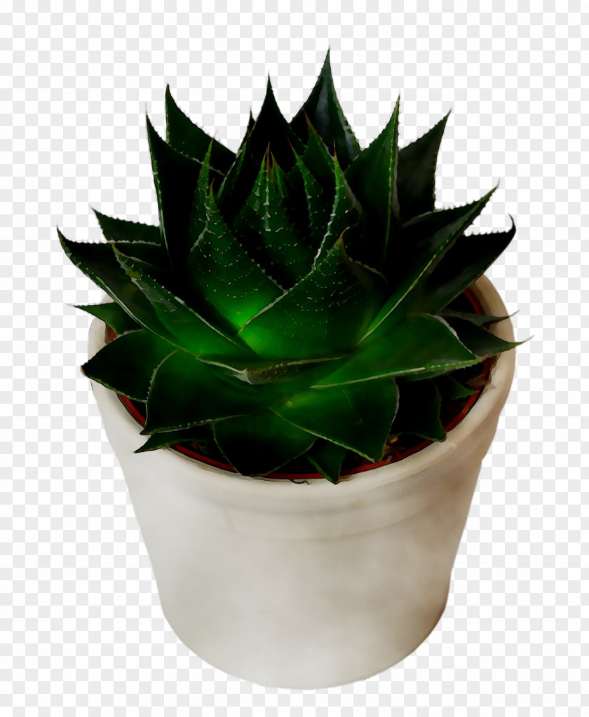 Agave Tequilana Houseplant Flowerpot Aloe Vera PNG