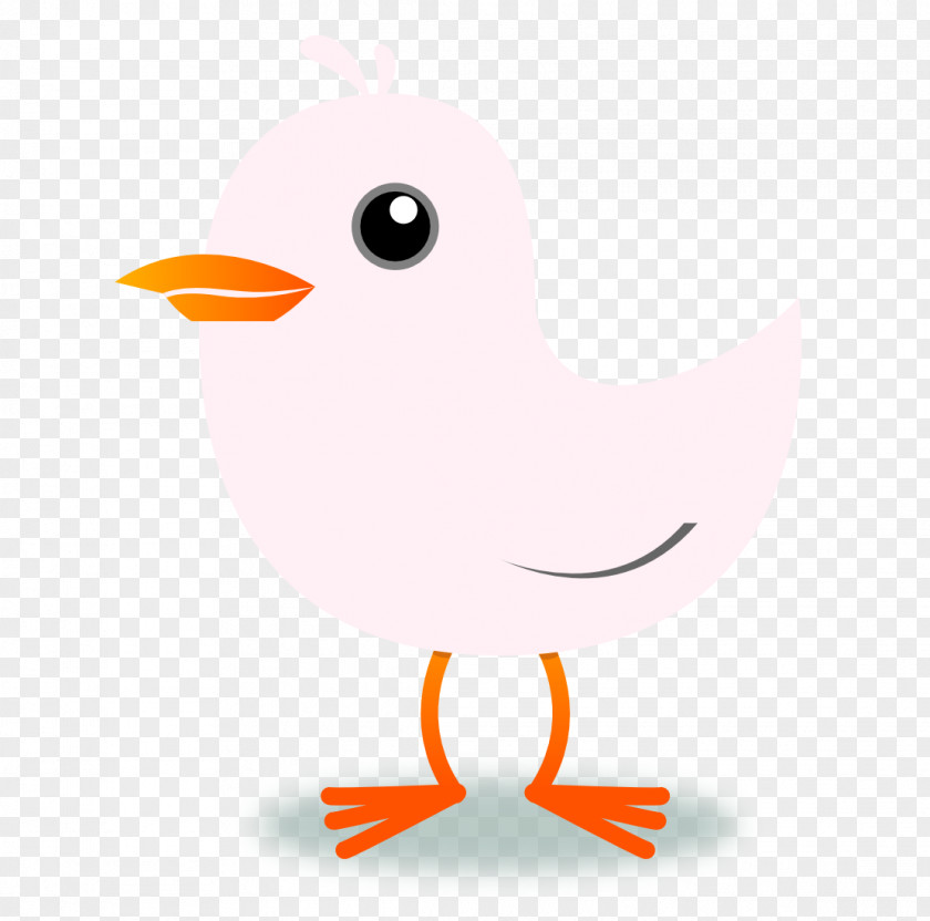 Blush Bird Domestic Canary Clip Art PNG