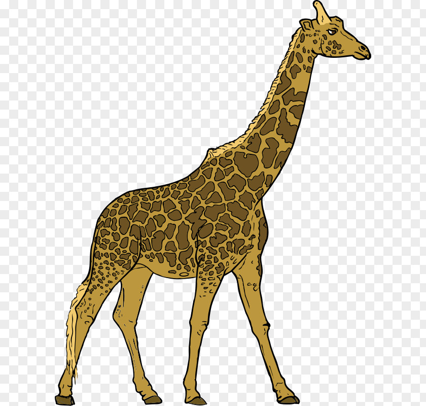 Giraffe Images Free Herbivore Animal Carnivore Clip Art PNG