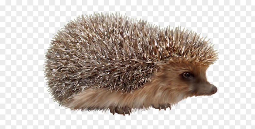 Hedgehog Domesticated Porcupine European Background Lesions In Laboratory Animals PNG