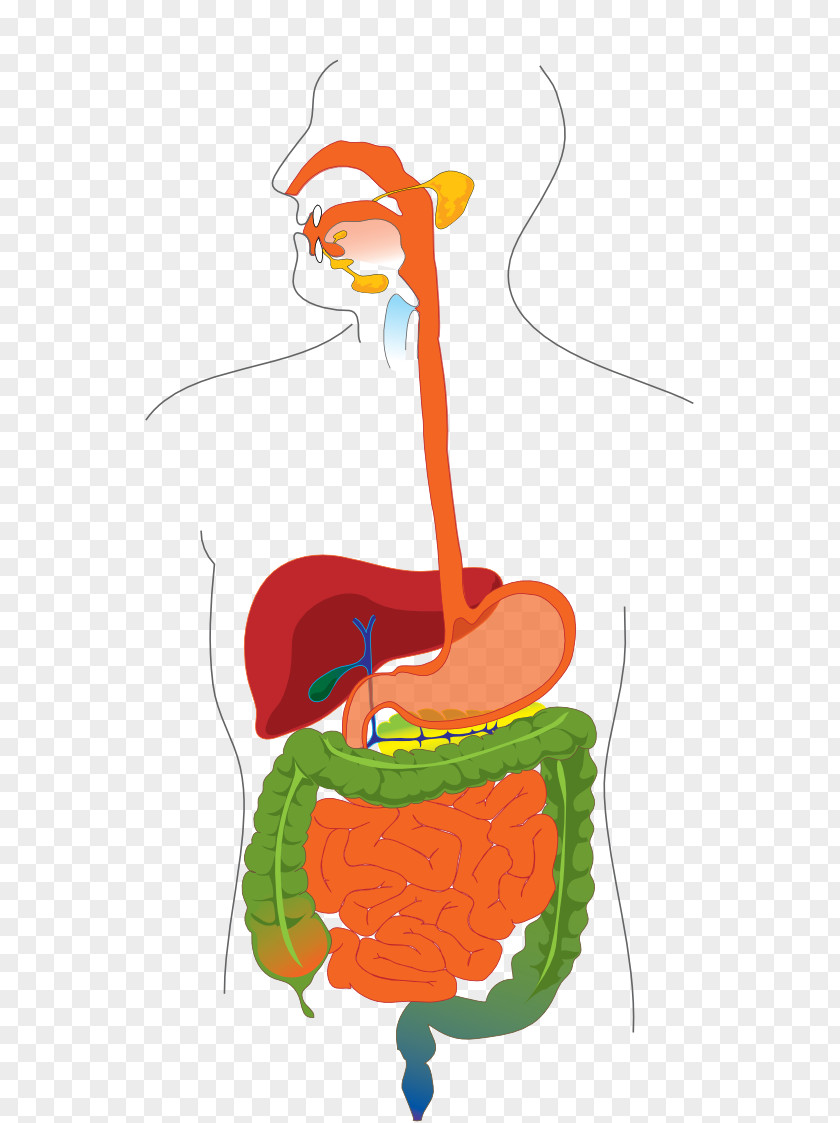 Abdominal Gastrointestinal Tract Human Digestive System Diagram Digestion Small Intestine PNG