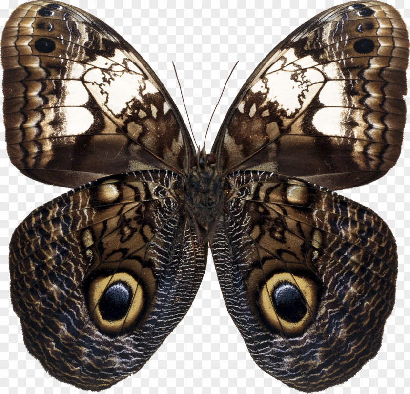 Blue Butterfly Owl Insect Moth PNG