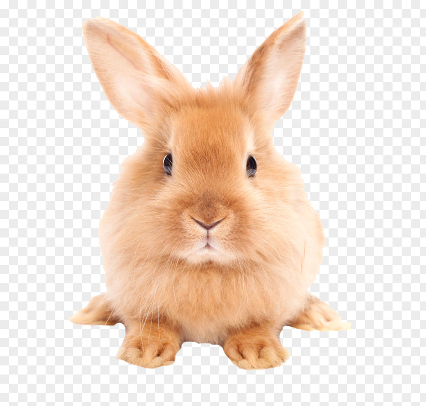 Cute Little Bunny Easter Hare Domestic Rabbit PNG