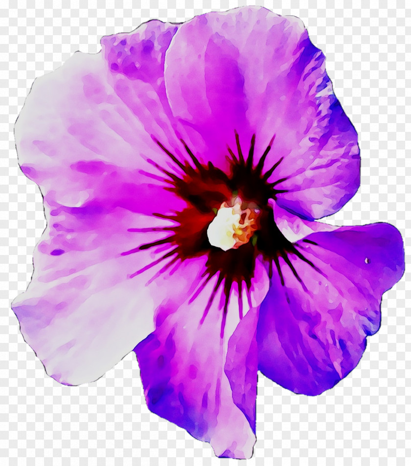 Pansy Annual Plant Herbaceous Rosemallows Plants PNG