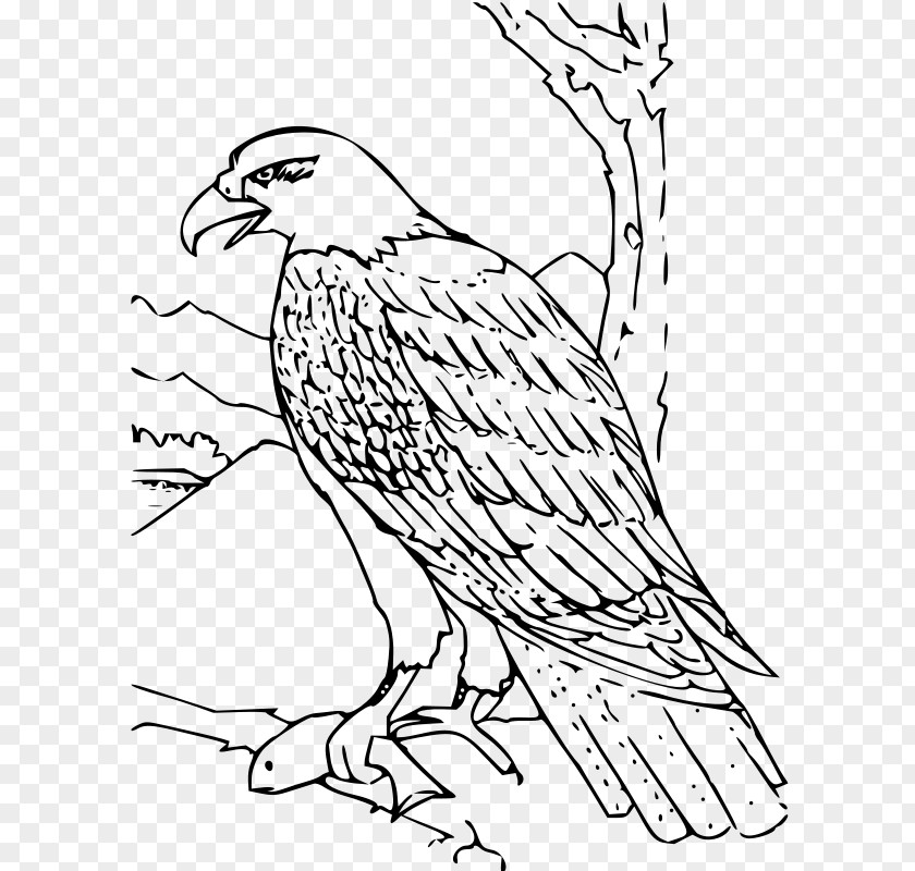 Bald Eagle Cartoon Character White-tailed Coloring Book PNG