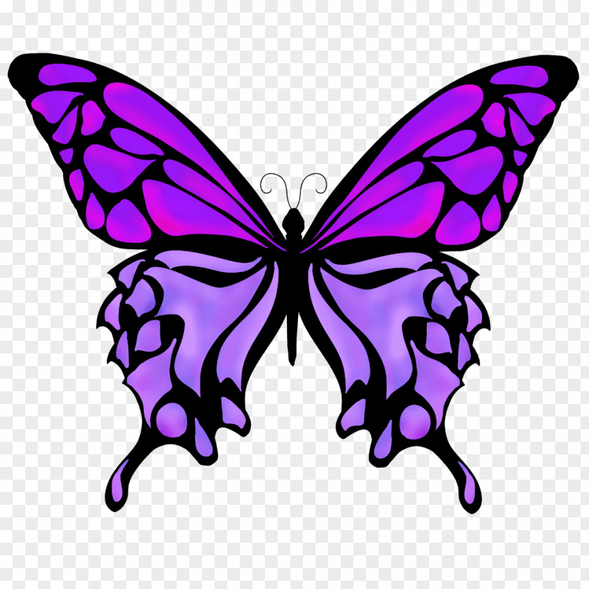 Butterfly Monarch Drawing Color PNG