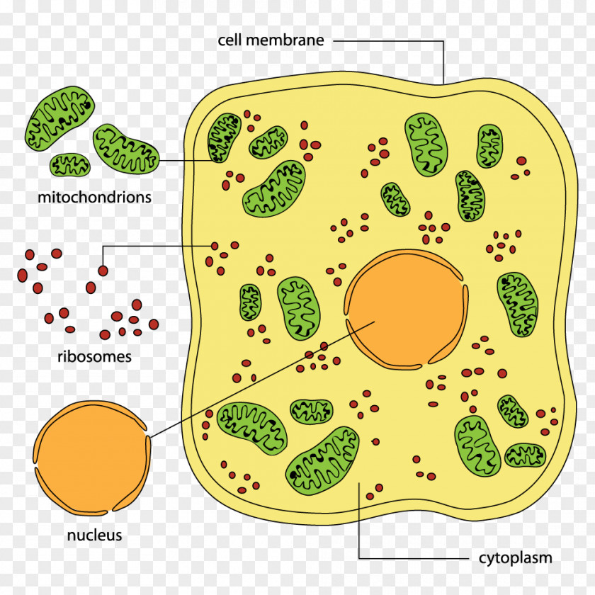 Cell Wall Biology Diagram Animal PNG